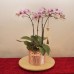 Fresh Flowers