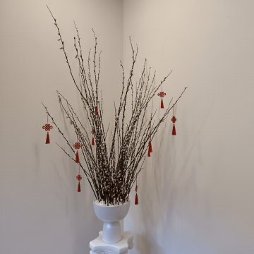 Auspice Willow