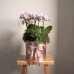 Get Well Soon Hamper