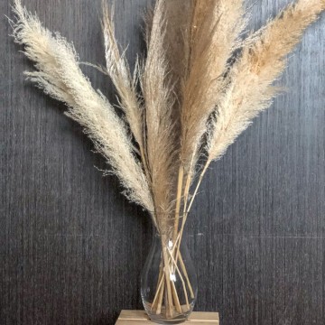 Beige Pampas Grass