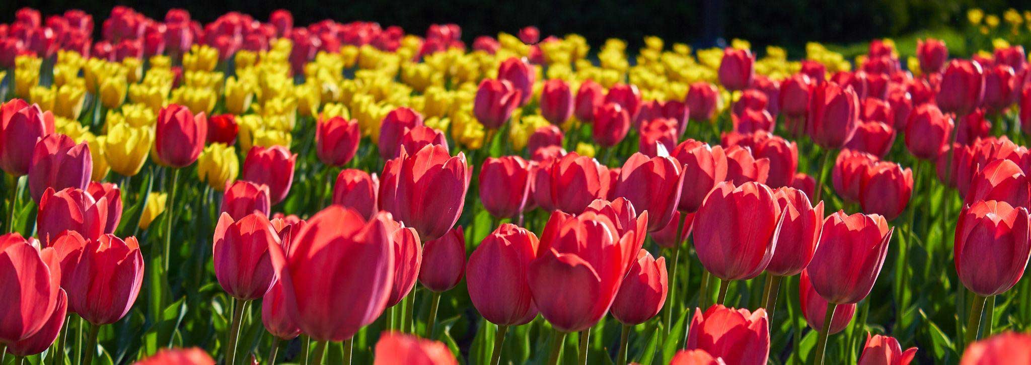 Everyone Loves Tulips - Article onThursd
