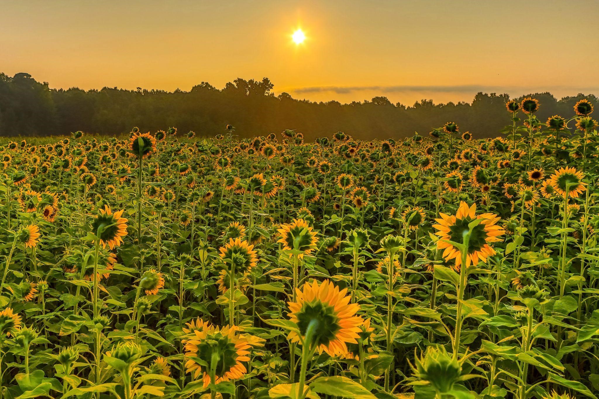Sunflowers-The Happiest Flower in the Garden